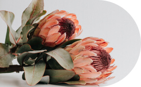 Two orange protea flowers