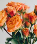 orange roses